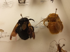 Xylocopa sonorina