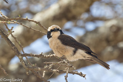 Eurocephalus ruppelli