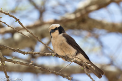 Eurocephalus ruppelli