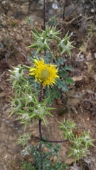 Berkheya heterophylla radiata