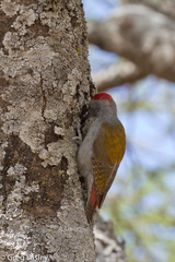 Chloropicus spodocephalus