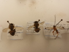 Apis mellifera