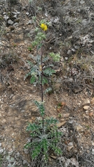 Berkheya heterophylla radiata