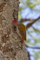 Chloropicus spodocephalus