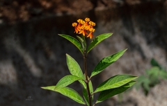 Asclepias curassavica image