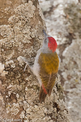 Chloropicus spodocephalus