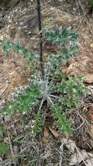 Berkheya heterophylla radiata