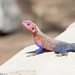 Typical Agamas - Photo (c) Greg Lasley, some rights reserved (CC BY-NC), uploaded by Greg Lasley