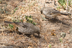 Histurgops ruficauda