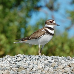 Killdeer photo 2