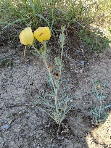 Image of Argemone aenea by (c) José Gerardo Velasco, some rights reserved (CC BY-SA)