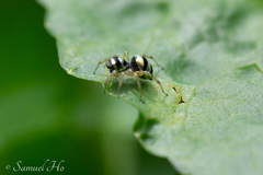 Phintella accentifera