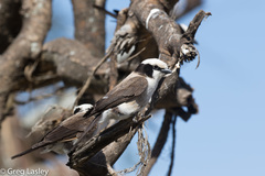 Eurocephalus ruppelli