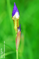 Iris sanguinea