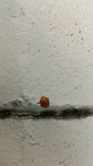 Harmonia axyridis