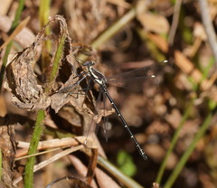 Austroargiolestes calcaris