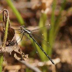 Austroargiolestes calcaris