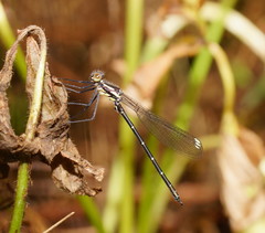 Austroargiolestes calcaris
