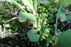 Corybas obscurus