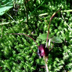 Corybas obscurus