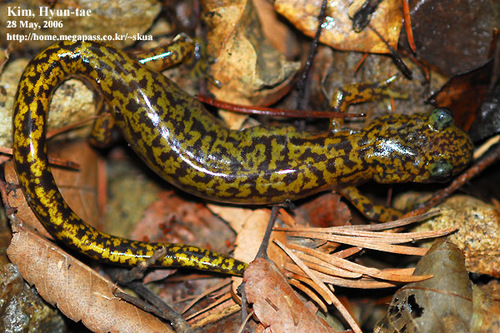 Korean Clawed Salamander, Onychodactylus koreanus