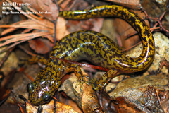 Onychodactylus koreanus