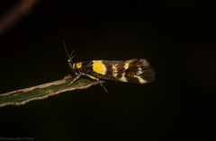 Epithymema helias