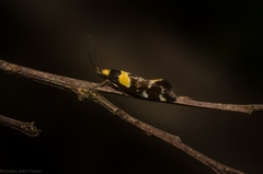 Epithymema helias