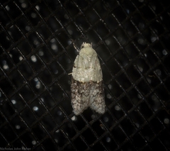 Tracholena sulfurosa