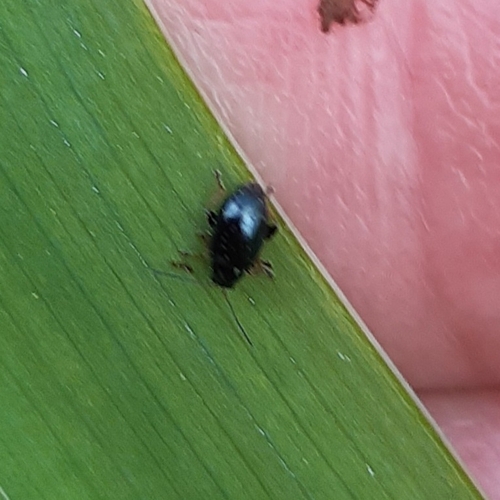 Iris Flea Beetle, 3235 Rockanje, Nederland, photo 5 of 10