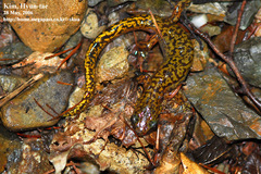 Onychodactylus koreanus