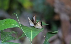 Tanaecia palguna balina