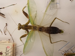 Hierodula patellifera