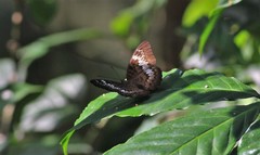 Tanaecia palguna balina