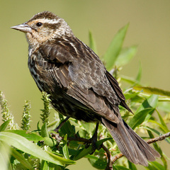 Red-Winged Blackbird photo 3