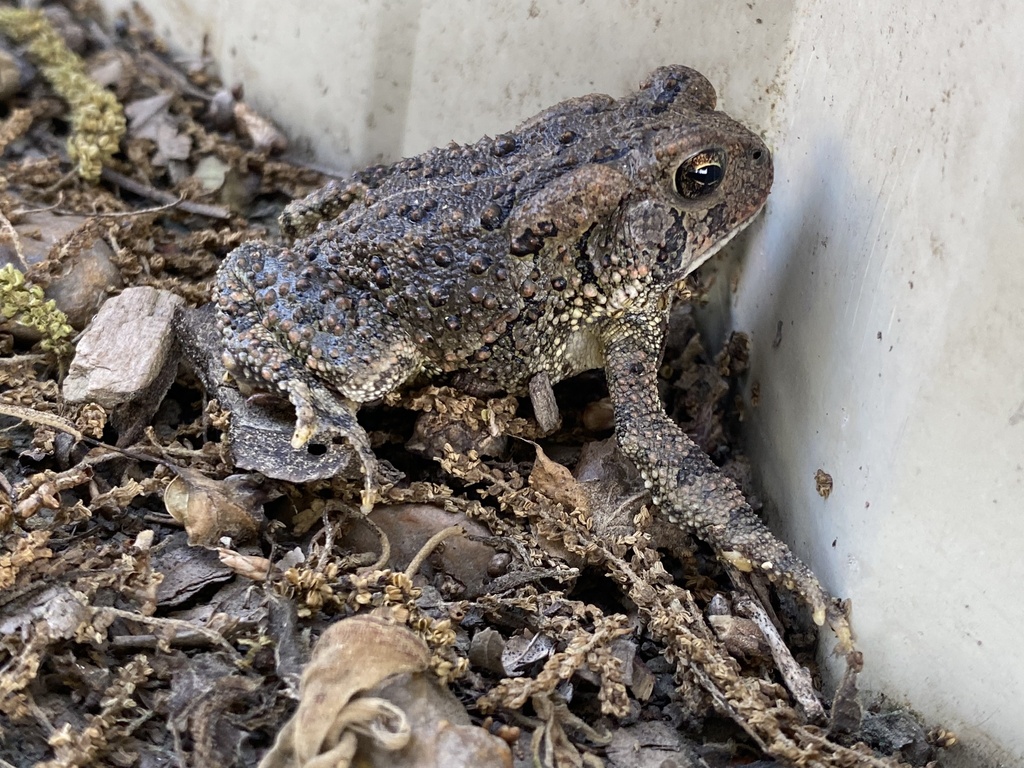 Fowler's Toad from Steiner Rd, Doddsville, MS, US on May 03, 2023 at 04 ...