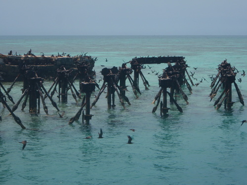 Anous stolidus