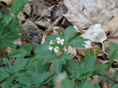 Cardamine diphylla