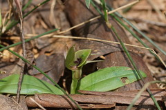 Chiloglottis jeanesii