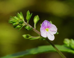 Veronica notabilis