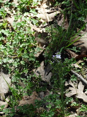 Cardamine pratensis