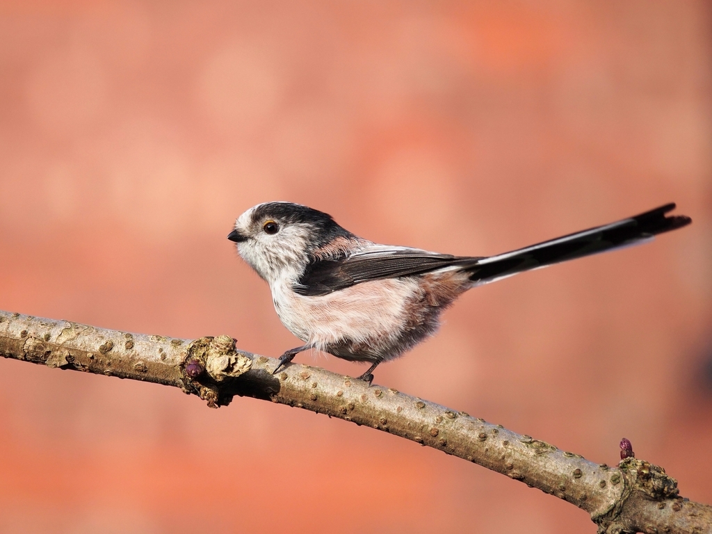 Long-tailed Tit