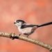 British Long-tailed Tit - Photo (c) Francis C. Franklin, some rights reserved (CC BY-SA)