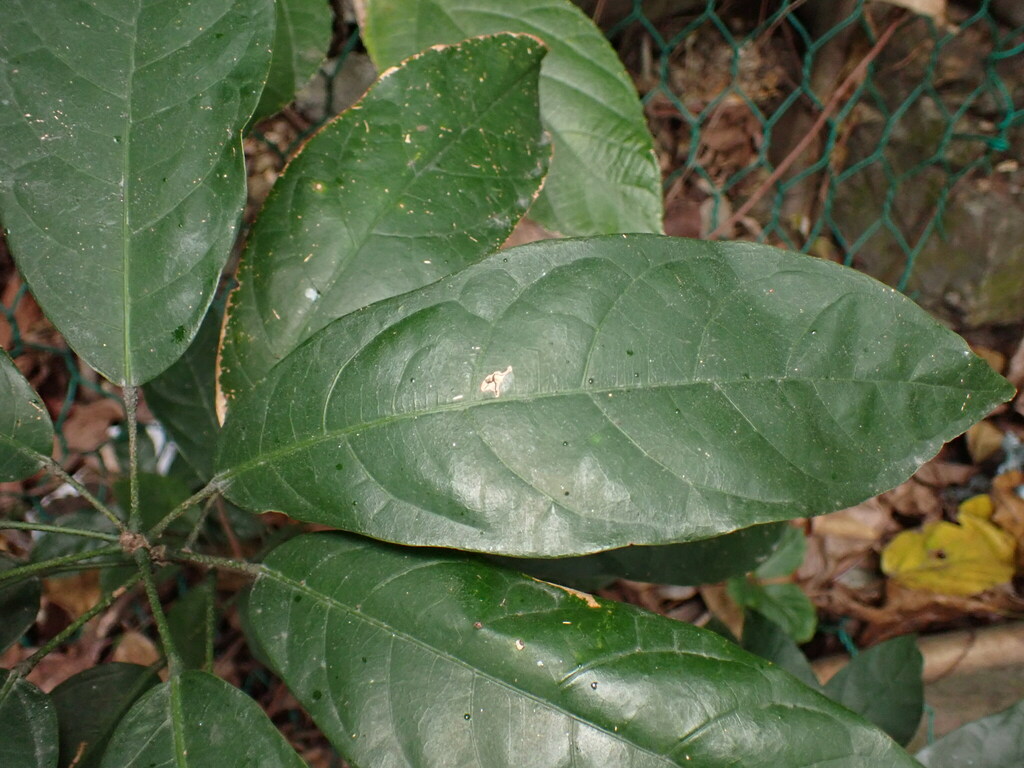 Sảng nam bộ – Sterculia lanceolata