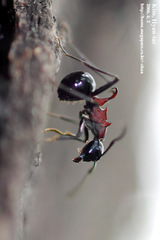 Polyrhachis lamellidens