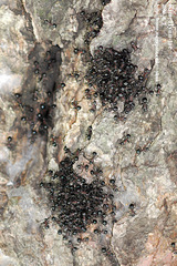 Polyrhachis lamellidens