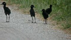 King Rail photo 2