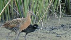King Rail photo 5