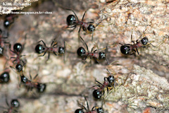 Polyrhachis lamellidens