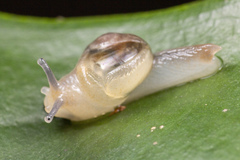 Helicarion perfragilis